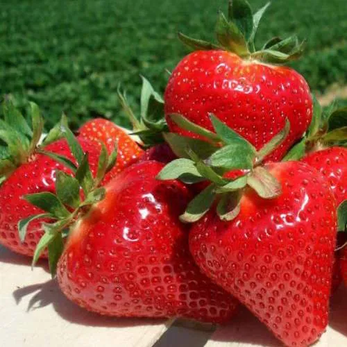 Клубника ДЖОЛИ  Клубника ДЖОЛИ в Гродно