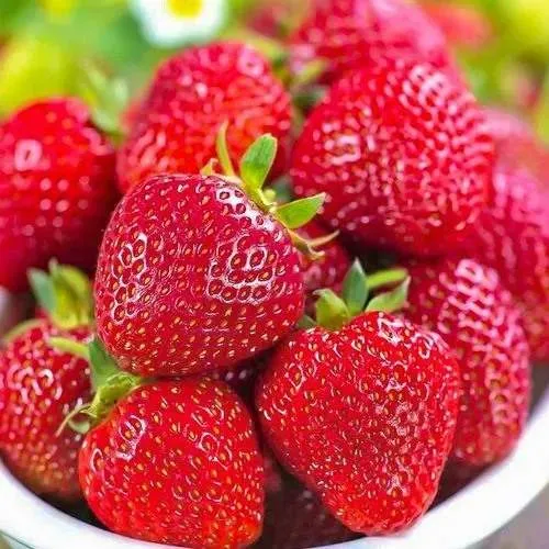 Клубника СИЛЬВИЯ  Клубника СИЛЬВИЯ в Гродно