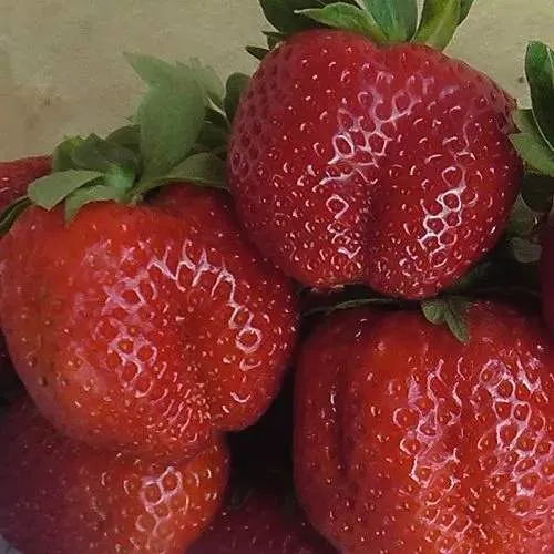 Клубника ДЕСТЕНИ  Клубника ДЕСТЕНИ в Гродно