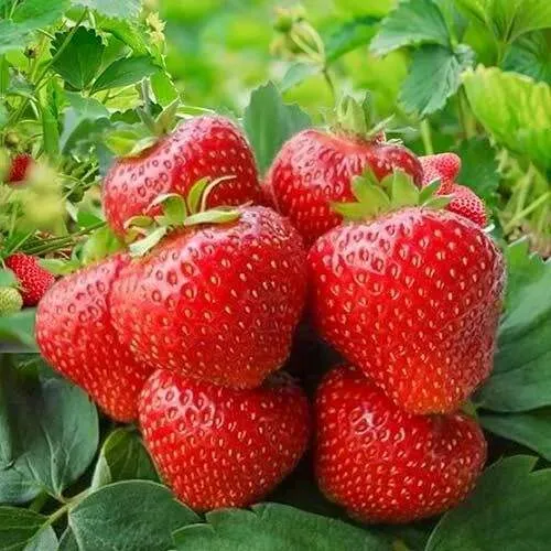 Клубника КИМБЕРЛИ  Клубника КИМБЕРЛИ в Гродно