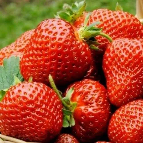 Клубника ФЛОРЕНС  Клубника ФЛОРЕНС в Гродно