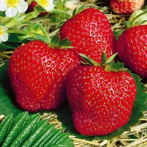 Клубника ВИМА ЗАНТА  Клубника ВИМА ЗАНТА в Гродно