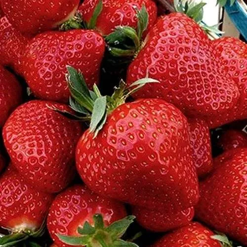 Клубника КЛЕРИ  Клубника КЛЕРИ в Гродно