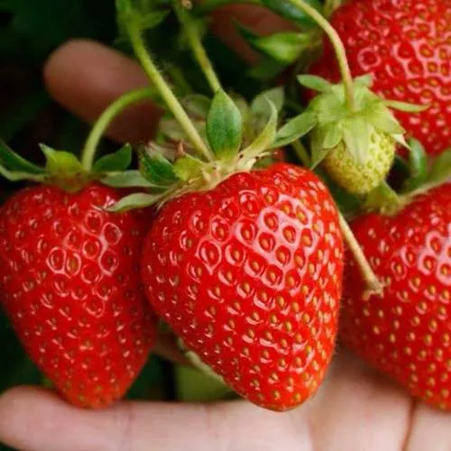 Клубника ПОРТОЛА ремонтантная  Клубника ПОРТОЛА ремонтантная в Гродно