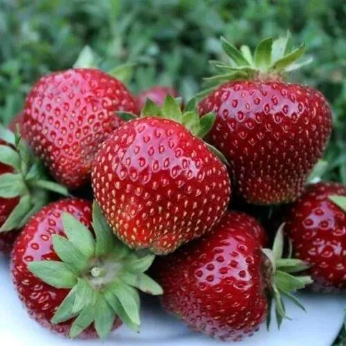 Клубника МАЛЬВИНА  Клубника МАЛЬВИНА в Гродно