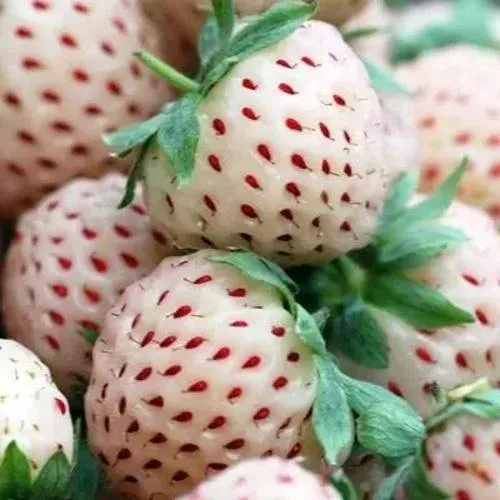 Клубника АНАНАСА ремонтантная  Клубника АНАНАСА ремонтантная в Гродно