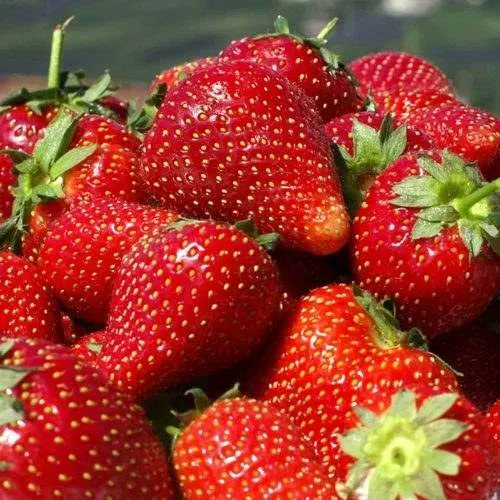 Клубника ПИРЧИНКЬЮ  Клубника ПИРЧИНКЬЮ в Гродно