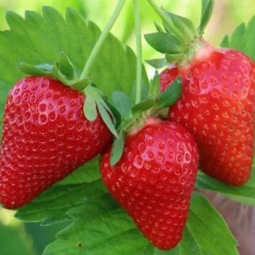 Клубника КЛОДИЯ  Клубника КЛОДИЯ в Гродно