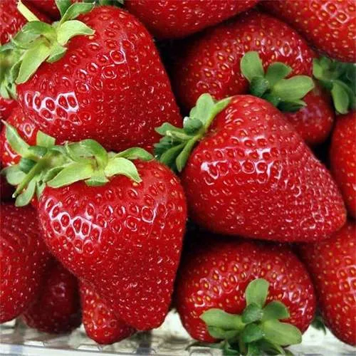 Клубника СКАЛА  Клубника СКАЛА в Гродно