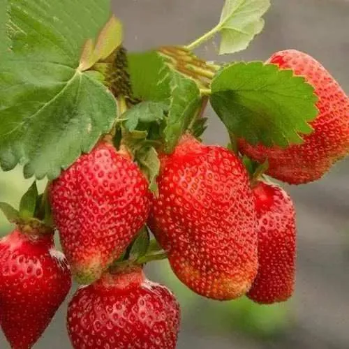 Клубника АЗИЯ  Клубника АЗИЯ в Гродно