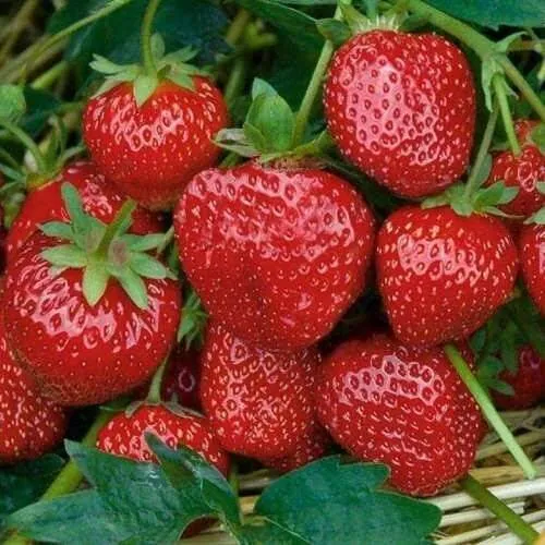 Клубника СЕЛЬВА ремонтантная  Клубника СЕЛЬВА ремонтантная в Гродно