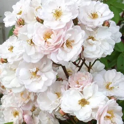 Мускусная роза Мускусная роза в Гродно