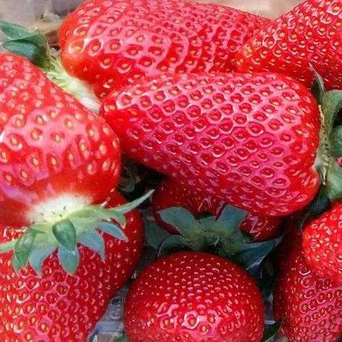 Клубника АМИ  Клубника АМИ в Гродно