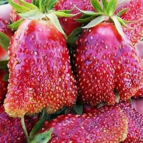 Клубника КУПЧИХА  Клубника КУПЧИХА в Гродно