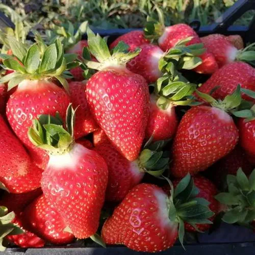 Клубника ЛЮЧИЯ  Клубника ЛЮЧИЯ в Гродно