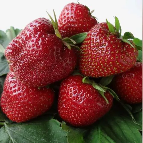 Клубника НАБИЛА  Клубника НАБИЛА в Гродно