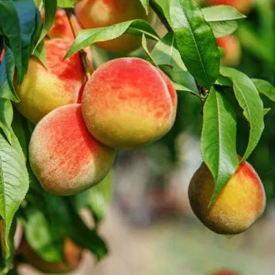 Персик  Персик в Гродно