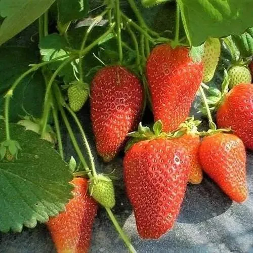 Клубника РОКСАНА  Клубника РОКСАНА в Гродно