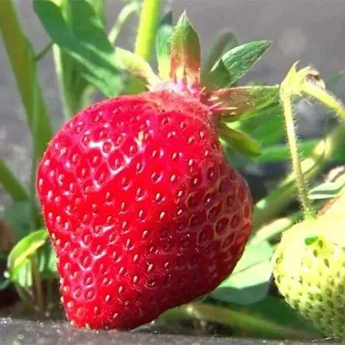 Клубника ХОНЕЙ  Клубника ХОНЕЙ в Гродно