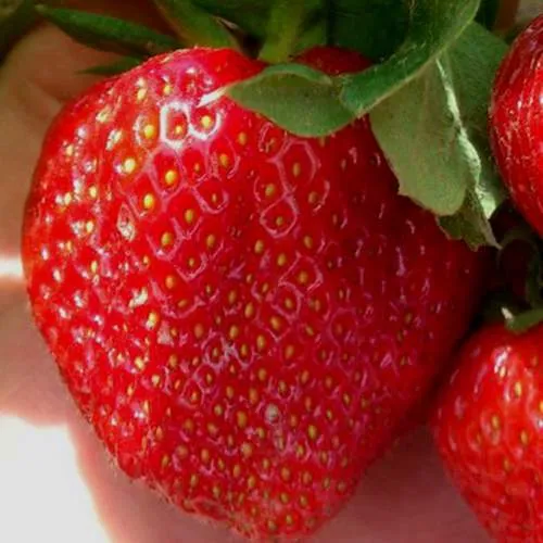 Клубника МАГНУС  Клубника МАГНУС в Гродно