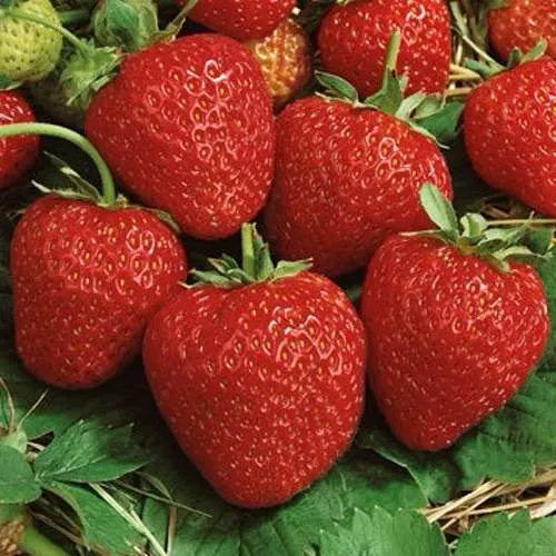 Клубника КОРОНА  Клубника КОРОНА в Гродно