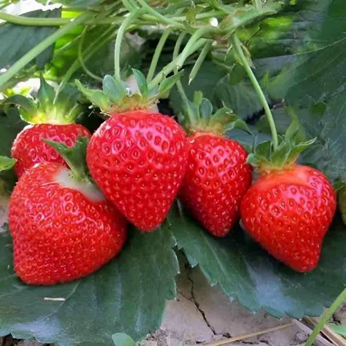 Клубника ТЕА  Клубника ТЕА в Гродно