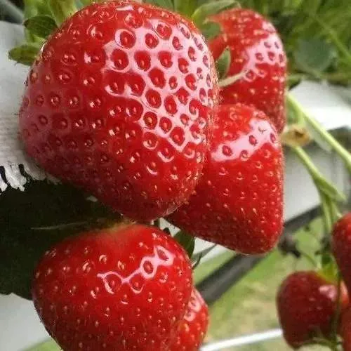 Клубника АРГЕНТЕРА  Клубника АРГЕНТЕРА в Гродно