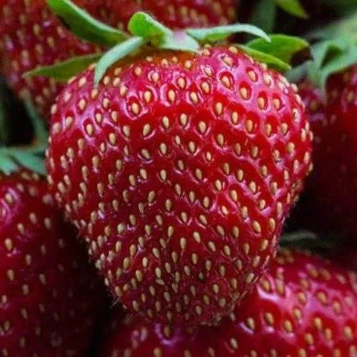 Клубника НАНДИ  Клубника НАНДИ в Гродно