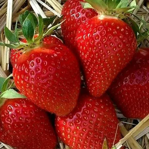 Клубника СИБИЛЛА  Клубника СИБИЛЛА в Гродно