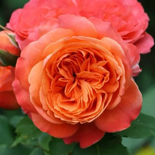 флорибунда.jpg флорибунда.jpg