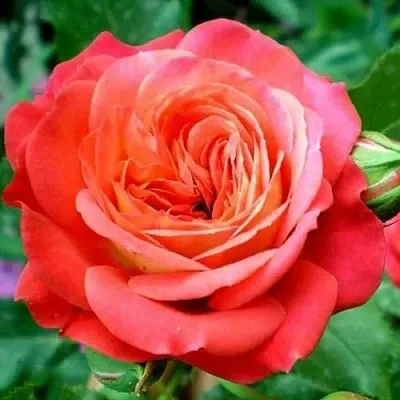 Роза МИДСАММЕР флорибунда  Роза МИДСАММЕР флорибунда в Гродно