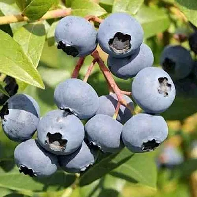 Голубика КРОЭТЭН  Голубика КРОЭТЭН в Гродно