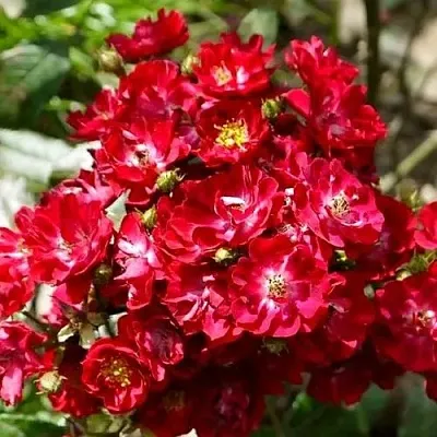 Роза АЛЬБЕРИХ полиантовая  Роза АЛЬБЕРИХ полиантовая в Гродно