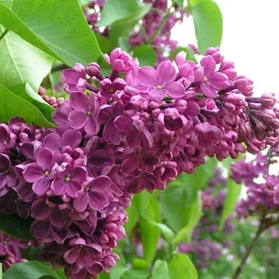 Сирень ДЕНЬ ПОБЕДЫ в Гродно