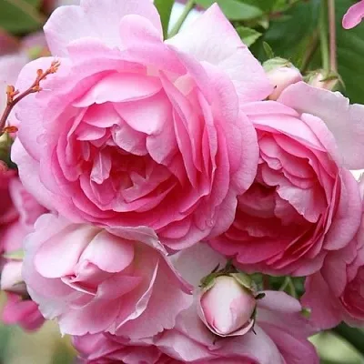 Роза ЖАСМИНА плетистая  Роза ЖАСМИНА плетистая в Гродно