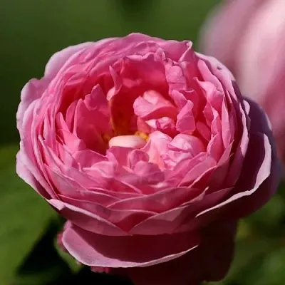 Роза ПИНК ЭКСПРЕШН флорибунда  Роза ПИНК ЭКСПРЕШН флорибунда в Гродно