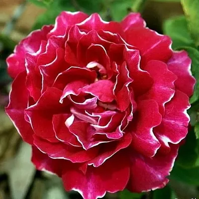 Роза БАРОН ЖИРО ДЕ ЛЕН ремонтантная  Роза БАРОН ЖИРО ДЕ ЛЕН ремонтантная в Гродно