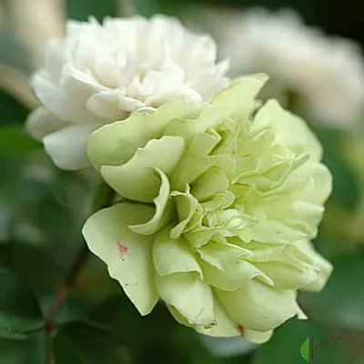 Роза ГРИН АЙС миниатюрная  Роза ГРИН АЙС миниатюрная в Гродно