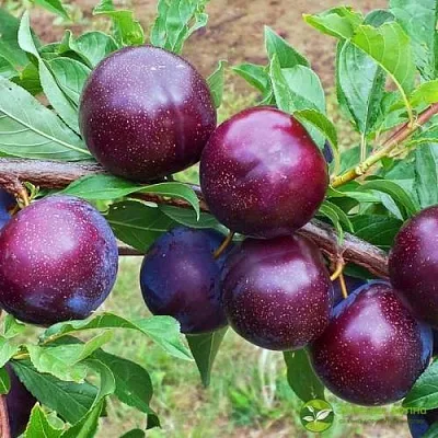 Шарафуга ВЕЛЬВЕТ САНРАЙЗ  Шарафуга ВЕЛЬВЕТ САНРАЙЗ в Гродно