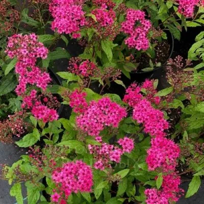 Спирея АНТОНИ ВАТЕРЕР японская — описание сорта Спирея АНТОНИ ВАТЕРЕР японская в Гродно