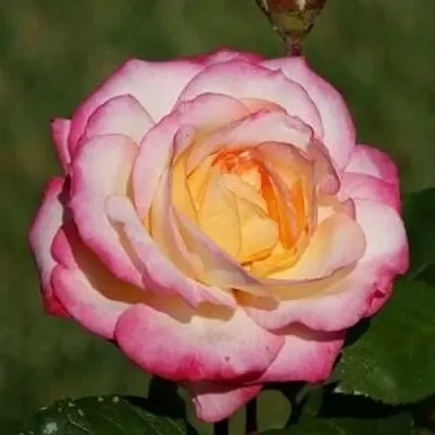 Роза ЛАМИНУЭТ флорибунда  Роза ЛАМИНУЭТ флорибунда в Гродно