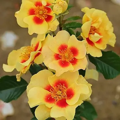 Роза АЙ ОФ ЗЕ ТАЙГЕР флорибунда  Роза АЙ ОФ ЗЕ ТАЙГЕР флорибунда в Гродно