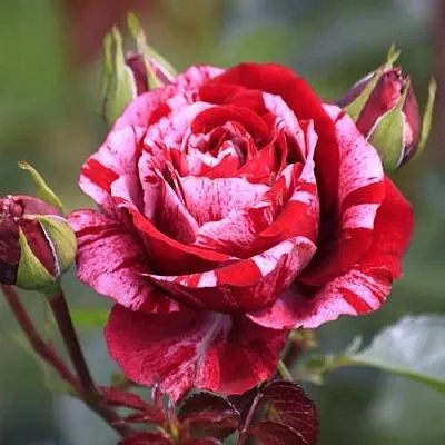 Роза ДИП ИМПРЕШН флорибунда  Роза ДИП ИМПРЕШН флорибунда в Гродно