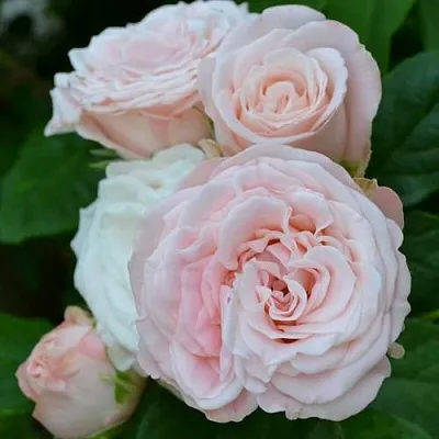 Роза БОМБАСТИК спрей  Роза БОМБАСТИК спрей в Гродно