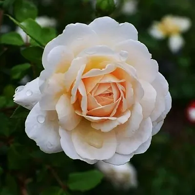 Роза КРОКУС РОУЗ английская  Роза КРОКУС РОУЗ английская в Гродно