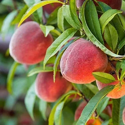 Персик РЕД ХЕВЕН  Персик РЕД ХЕВЕН в Гродно