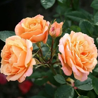 Роза КЛЕМЕНТИНА миниатюрная  Роза КЛЕМЕНТИНА миниатюрная в Гродно