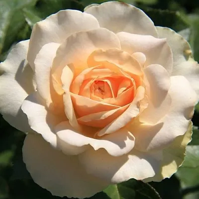 Роза САН СУСИ флорибунда  Роза САН СУСИ флорибунда в Гродно