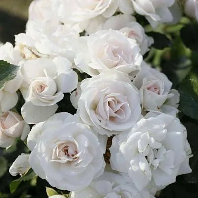 Роза АСПИРИН флорибунда  Роза АСПИРИН флорибунда в Гродно