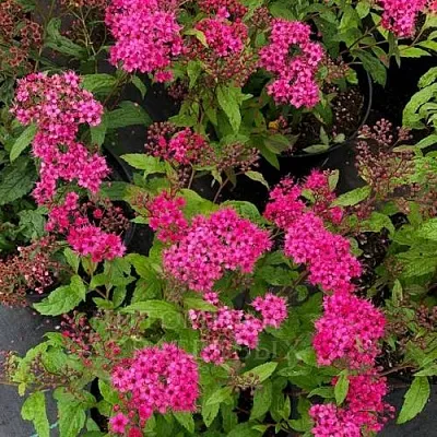 Спирея АНТОНИ ВАТЕРЕР японская в Гродно